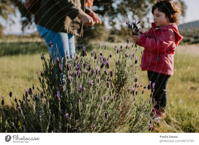 Mutter mit Tochter pflücken Wildblumen Muttertag Mutterschaft Zwei Personen Kind Kindheit Menschen Familie & Verwandtschaft Lifestyle Glück Zusammensein Freude