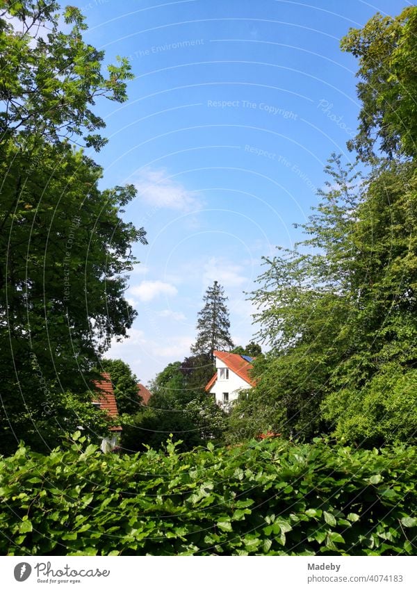 Moderne Wohnhäuser hinter grünen Hecken, Bäumen und Sträuchern im Sommer bei Sonnenschein in Oerlinghausen bei Bielefeld am Hermannsweg im Teutoburger Wald in Ostwestfalen-Lippe