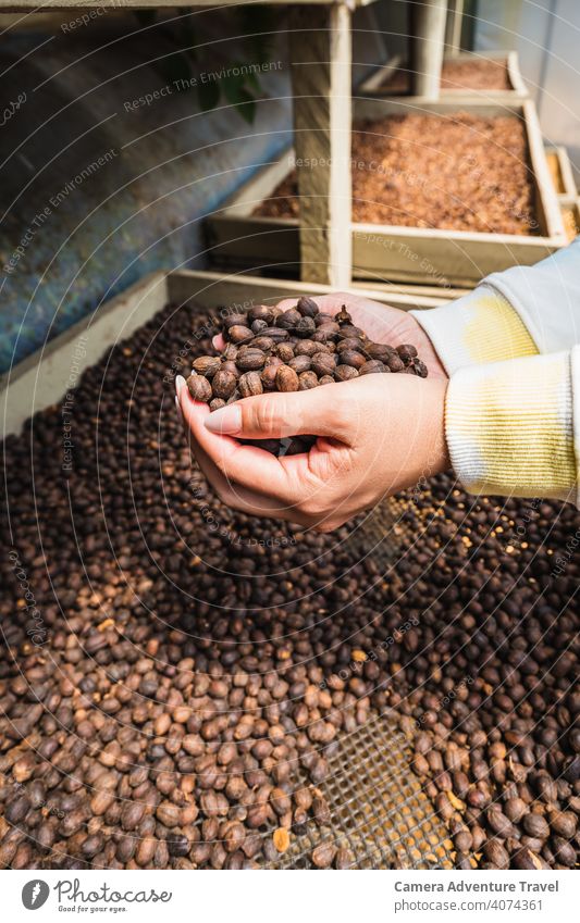 Unbekannte Frau hält geröstete Kaffeebohnen in den Händen Hand Aroma Bohne Beteiligung Braten Cafés Espresso Beladung frisch Sale Experte genießen Person