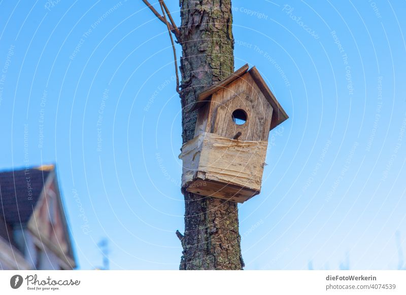 Vogelhaus an einem Baum Farben Hell Natur Pflanze blau Außenaufnahme Farbfoto Menschenleer Tag Himmel Wolkenloser Himmel Schönes Wetter