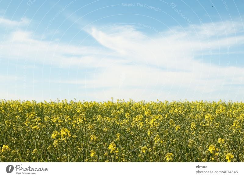 beginnende Rapsblüte - Rapsfeld und blauer Himmel mit Schönwetterwolken / Ackerbau / Landwirtschaft Dekowolken Frühling Kohl Lenat Reps Nutzpflanze Feld