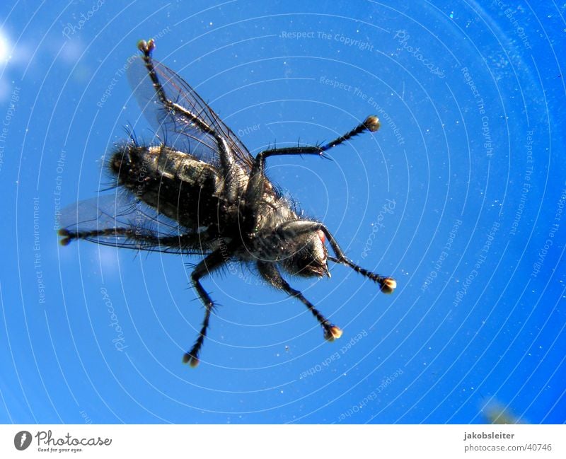 auf der Winschutzscheibe Windschutzscheibe Wolken Froschperspektive Fliege Himmel Makroaufnahme Detailaufnahme