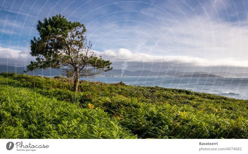 Landschaft mit Kiefer an der galicischen Atlantikküste. Punta Roncudo, Galicien, Spanien Baum Außenaufnahme Farbfoto Natur Menschenleer grün Sommer Abend