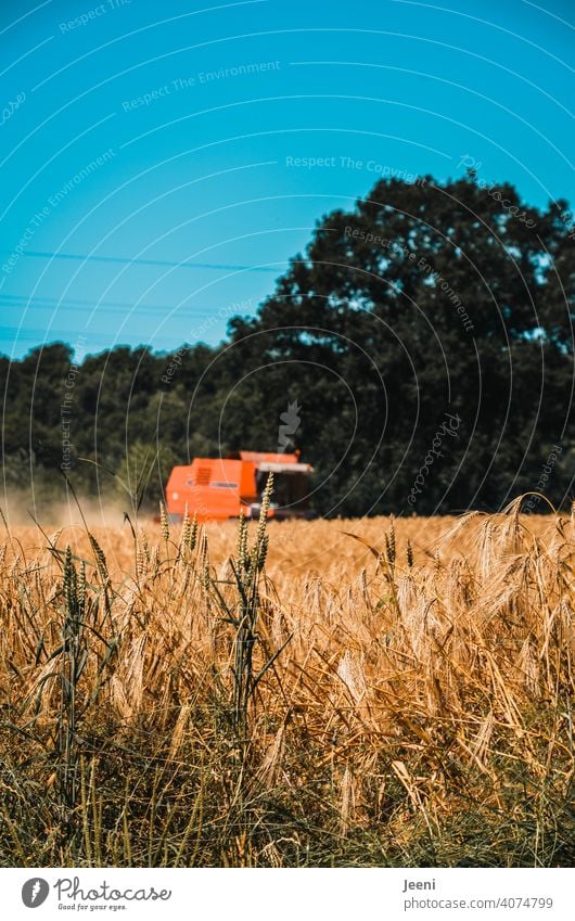 Ein Landwirt erntet im Sommer das Getreide Feld Ähren Ernte ernten Landwirtschaft Getreidefeld Korn landwirtschaftlich Kornfeld Ackerbau Ernährung Nahrung