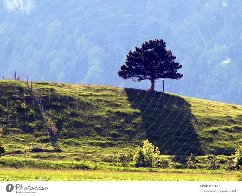 die Schatten werden länger Baum Wiese Abendsonne Berge u. Gebirge