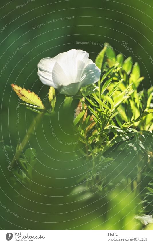 weiße Blume umgeben von grünen Blätter Blüte Blütenblätter blühen Gartenblume Blütezeit Anemone Herbstanemone heimisch September Sommerende Spätsommertag