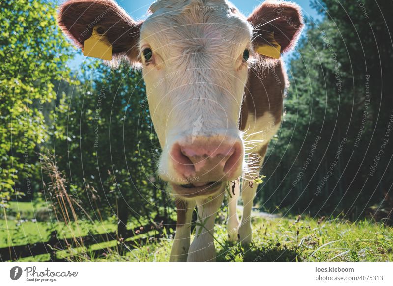 Niedliches, neugieriges Kalb, das auf einer Sommerwiese entlang des Alpenwaldes grast, Österreich Wade Kuh Tier abschließen Gras Wiese Essen niedlich