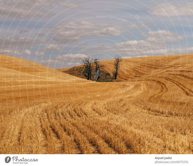 Variation über ein Thema Land wüst Eural Ernte Landschaft Palouse Washington Weizen