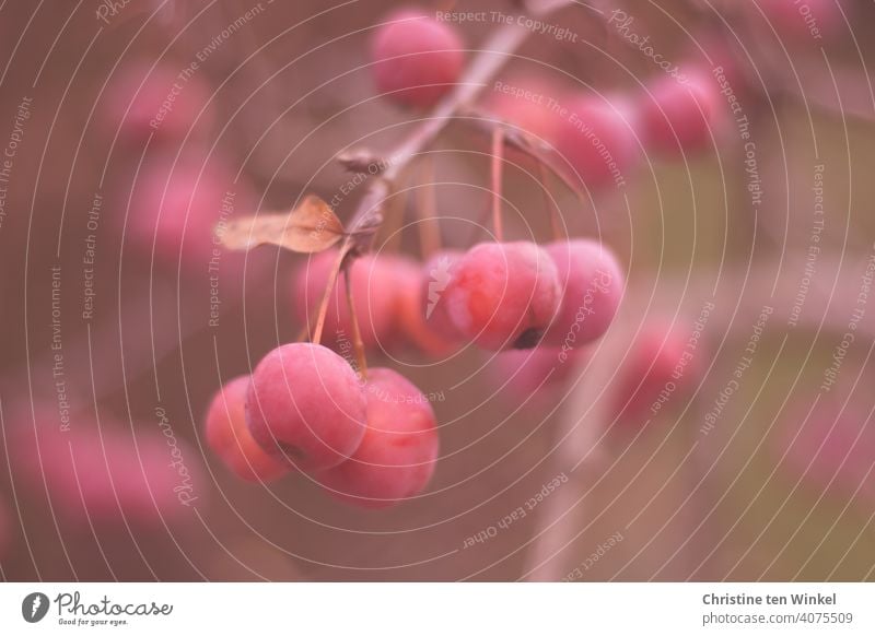 reife rote Zieräpfel hängen eng nebeneinander am Zweig Zierapfel Malus Apfel Äpfel Natur Baum Strauch Dekorativ klein viele Frucht Garten Apfelbaum Pflanze