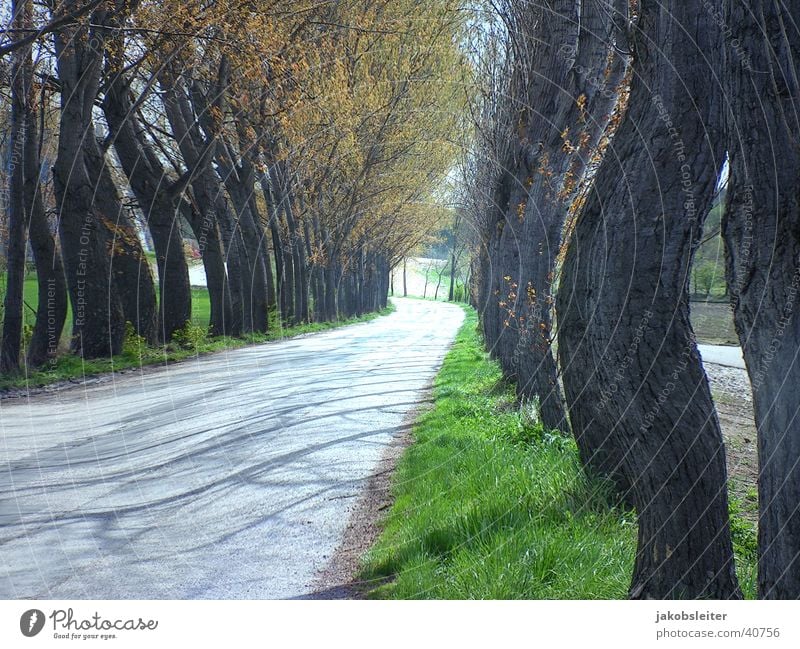 Allee beim Morgensport Frühling Bundesland Burgenland Ausflug Morgendämmerung alte Straße