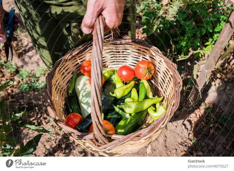 Männerhände bei der Ernte von frischen Bio-Tomaten in seinem Garten Bauernhof Gartenarbeit Gesundheit Lebensmittel grün organisch Ackerbau Sommer Pflanze