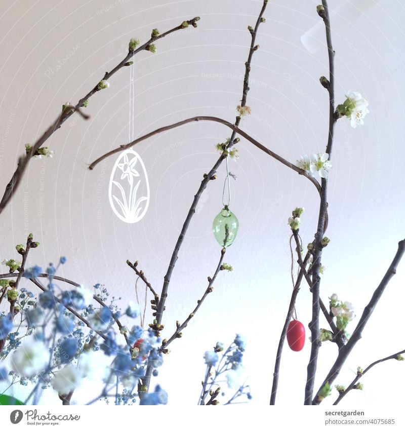 Kirschblütenzweige mit blauem Schleicherkraut und dezenter Osterdekoration Wand weiss Ostern Osterstrauch osterschmuck Osterei Farbfoto Zweige u. Äste