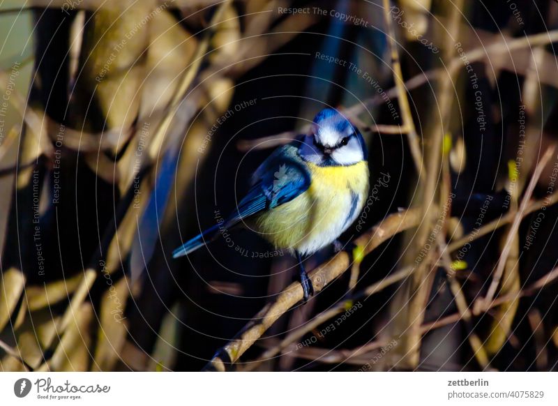 Blaumeise im Liguster ast baum blaumeise erholung erwachen ferien frühjahr frühling frühlingserwachen garten kleingarten kleingartenkolonie knospe kohlmeise