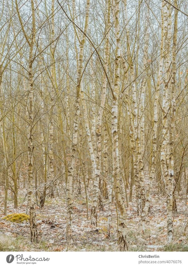 Birkenwäldchen Natur Landschaft Baum Wald Umwelt Außenaufnahme Menschenleer Farbfoto Bäume Herbst Licht Holz Baumstamm Forstwirtschaft Klima