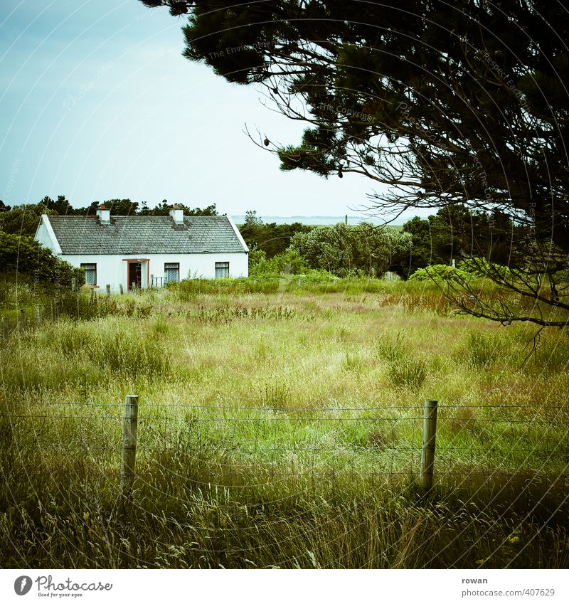 wohnung im grünen Baum Garten Wiese Feld Dorf Haus Einfamilienhaus Gebäude Fenster Tür ruhig Idylle Häusliches Leben Landleben Republik Irland Cottage Zaun