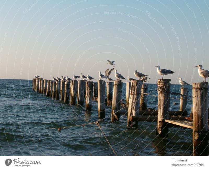 möwensteg Möwe Steg Meer Vogel Wasser Ostsee