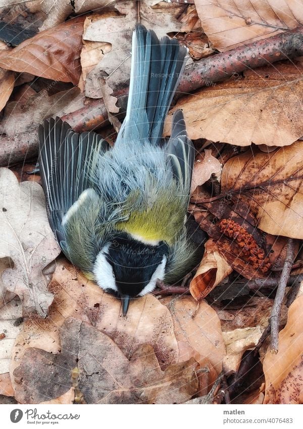 Bruchlandung vogel Blaumeise Laub Farbfoto tod Außenaufnahme Menschenleer Wildtier Tierporträt Schwache Tiefenschärfe gelb blau Ganzkörperaufnahme