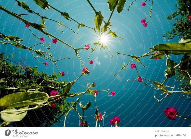 Rote Lichtnelke (Silene dioica) Wellness harmonisch Erholung Meditation Duft Ferien & Urlaub & Reisen Garten Pflanze Wolkenloser Himmel Sonne Sommer