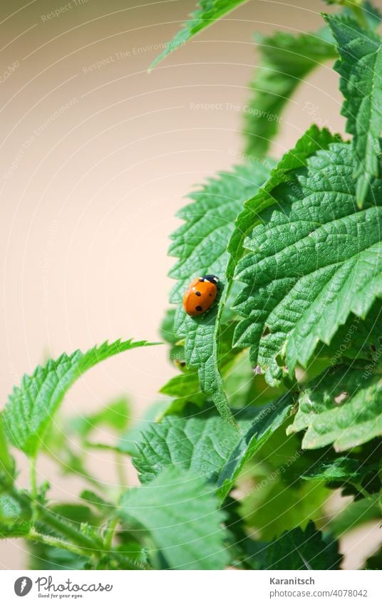 Ein Marienkäfer sitzt auf einer Brennessel. Brennnessel Brennesseltee Diät Durchblutung Entgiftung entwässernd Essen Nahrung Vitamine gesund Gesundheit grün