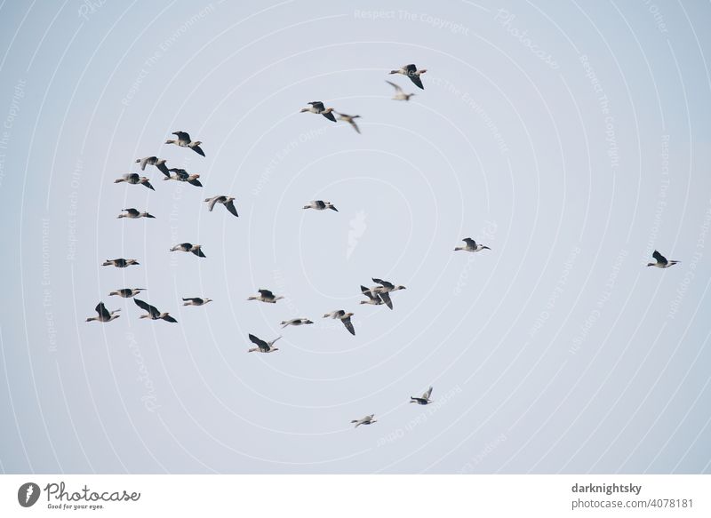 Wilde Gänse beim Vogelzug in V-förmiger Formation, Anser anser Avifauna beobachtung Gruppe Reise Zugvögel ziehende Gans Schwarm Vogelschwarm Freiheit Natur