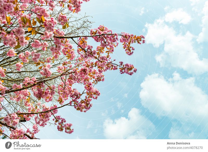 Schöne rosa Sakura Blumen, Kirschblüte während des Frühlings gegen blauen Himmel Kirsche Überstrahlung Garten natürlich Blüte im Freien Japanisch Blütezeit