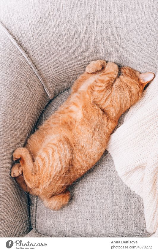 Rotschopfkatze liegt auf Sofa Katze Ingwer Haustier Tier niedlich schlafen Hauskatze Porträt fluffig orange Katze heimisch rot Fell pelzig heimwärts Komfort