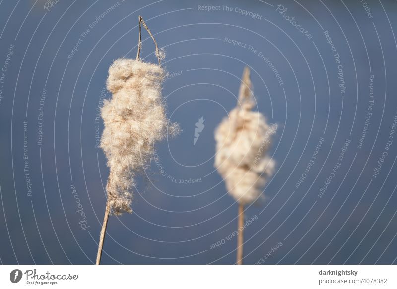 Zwei Fruchtstände des Rohrkolbens mit anhaftenden Flugsamen im Frühling Typha Schilf Gras Natur blauer Hintergrund weiße frische Farbgebung Außenaufnahme