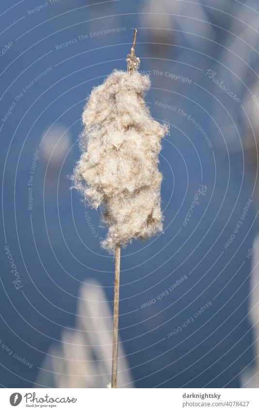 Einzelfruchtstadium des Rohrkolbens mit anhaftenden Flugsamen im Frühjahr (Typha) typha Schilfrohr Gras Natur blau Hintergrund weiß Frische Färbung