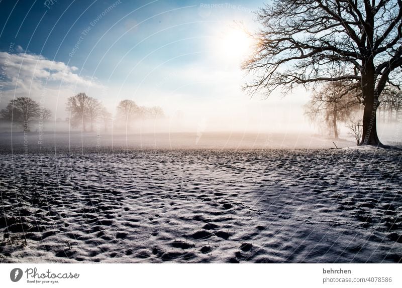 wintertraum Sonnenlicht Schneefall weiß ruhig Umwelt Natur Wiese Frost Landschaft Himmel Winter Wald Feld Bäume Wetter stille Winterlandschaft Idylle kalt