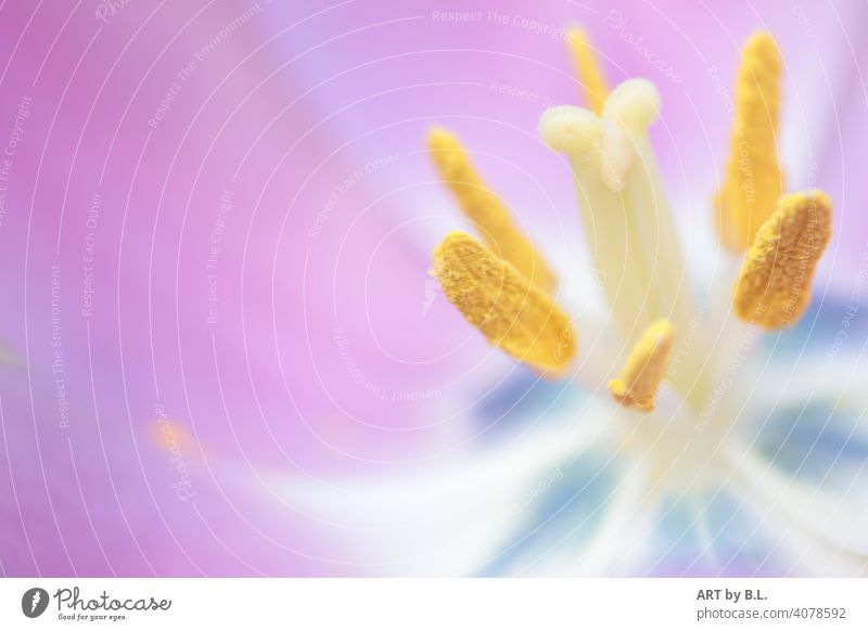 Innenbereich  rechts im Bild  Tulpe mit Samen und Stängel im Ausschnitt Makro makro nahaufnahme tulpe stängel samen lila gelb weiß blau zart edel filigran natur