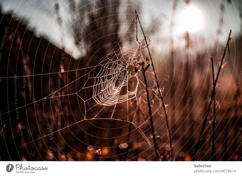 altweiberspinnerei Blatt Sträucher Pflanze Baum Kontrast Sonne Landschaft Umwelt Farbfoto Außenaufnahme Idylle Ruhe Spinne Spinnennetz Natur Sonnenlicht