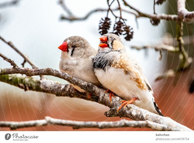 gelassenheit auch wenn sie schreit gemeinsam Zusammensein Paar Tierporträt Unschärfe Kontrast Licht Tag Menschenleer Nahaufnahme Außenaufnahme Farbfoto Schnabel