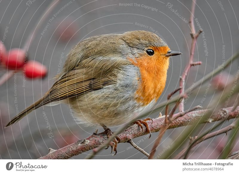 Aufgeplustertes Rotkehlchen Erithacus rubecula Tiergesicht Kopf Auge Schnabel Federn Gefieder Beine Krallen Flügel Zweige u. Äste Vogel Wildvogel Wildtier Natur