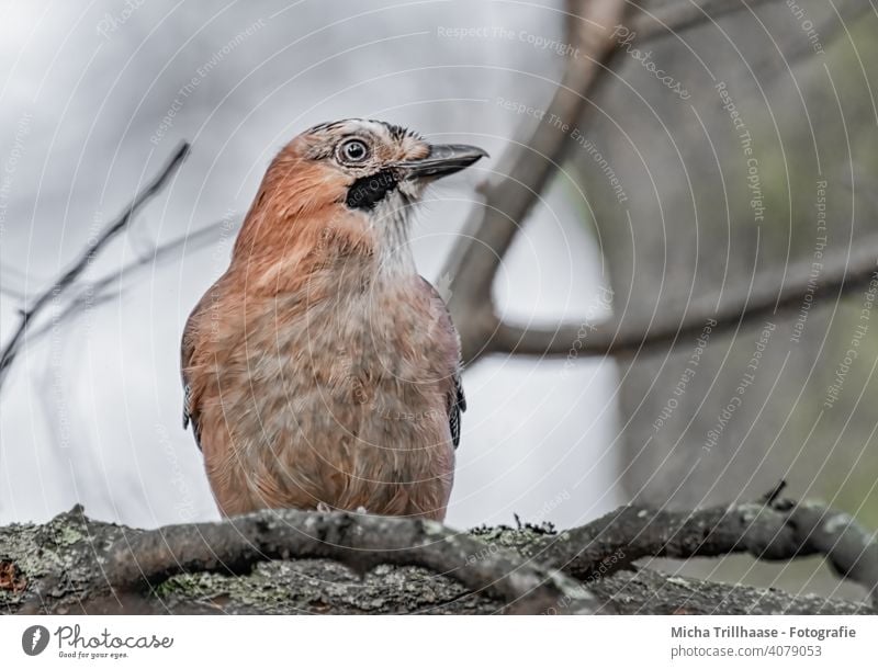 Eichelhäher im Baum Garrulus glandarius Tiergesicht Kopf Schnabel Auge Flügel Feder gefiedert Vogel Zweige u. Äste Blick Wildtier Natur beobachten Sonnenlicht