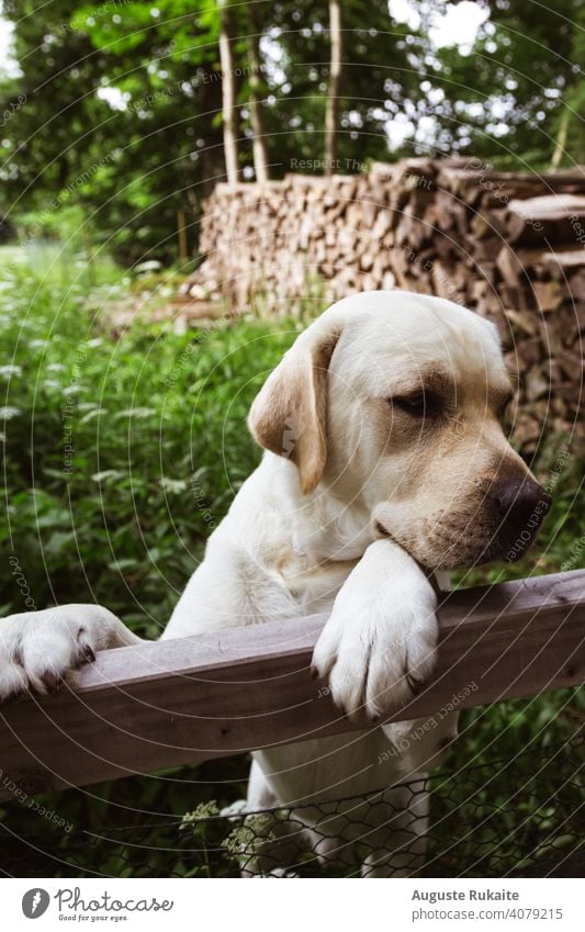 Wunderschöner weißer Welpe am Zaun Hund Sommer Tier Haustier Spielen niedlich Reinrassig Rassehund Porträt Säugetier jugendlich Jagdhund Sitzen Tierwelt Tiere