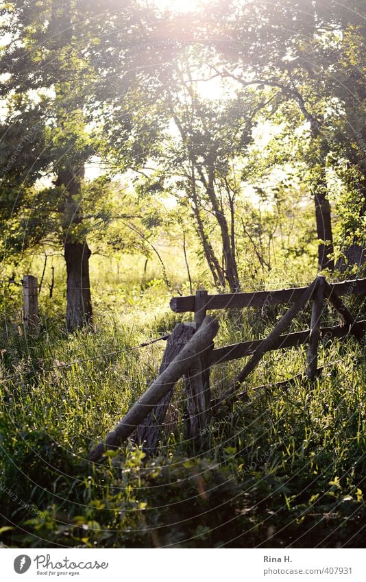 AbendSpaziergang II Natur Landschaft Pflanze Frühling Sommer Baum Gras Sträucher Wiese Feld natürlich grün Gefühle Lebensfreude besinnlich Pferch Farbfoto