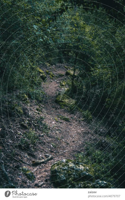 kleiner Pfad, der in den Wald von Tarragona führt Phantasie Mysterium spukhaft Zauberei u. Magie friedlich bunt Dunkelheit Sonnenstrahlen Kurve Fee märchenhaft