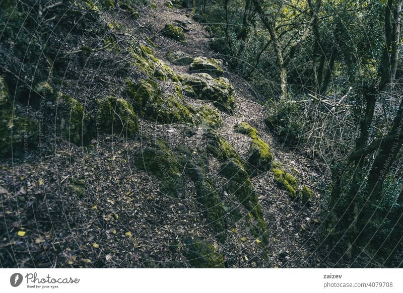 kleiner Pfad, der in den Wald von Tarragona führt Phantasie Mysterium spukhaft Zauberei u. Magie friedlich bunt Dunkelheit Sonnenstrahlen Kurve Fee märchenhaft