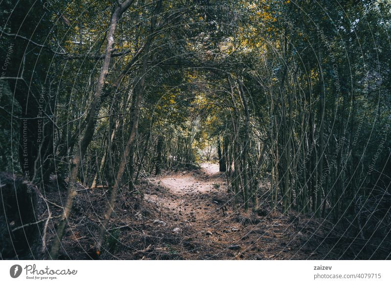 kleiner Pfad, der in den Wald von Tarragona führt Phantasie Mysterium spukhaft Zauberei u. Magie friedlich bunt Dunkelheit Sonnenstrahlen Kurve Fee märchenhaft