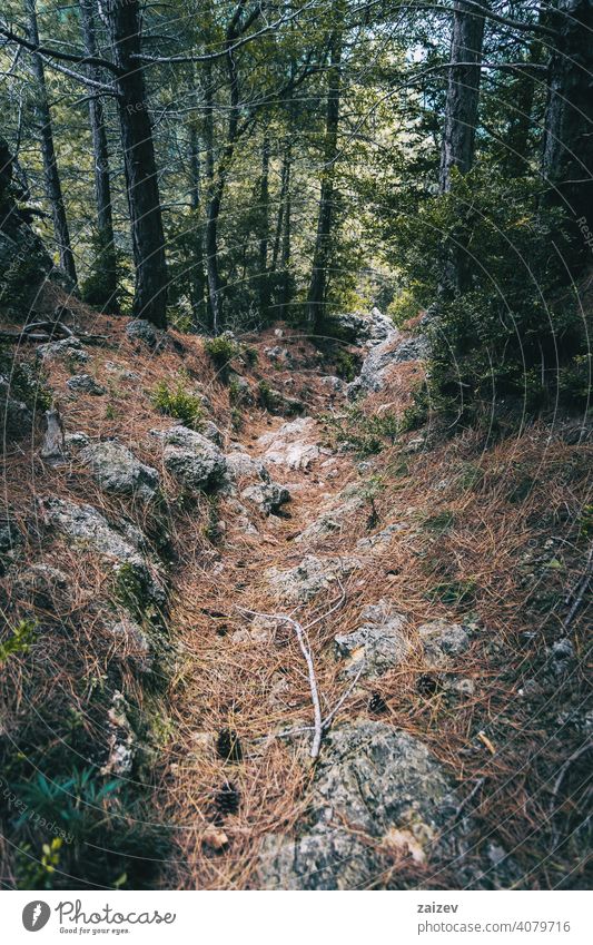 kleiner Pfad, der in den Wald von Tarragona führt Phantasie Mysterium spukhaft Zauberei u. Magie friedlich bunt Dunkelheit Sonnenstrahlen Kurve Fee märchenhaft