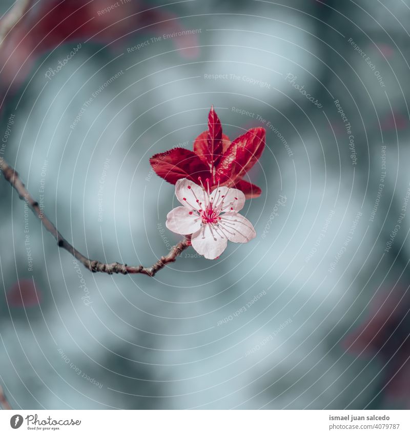 schöne Kirschblüte im Frühling sakura Blume Kirschblüten Sakura-Blüte Kirschbaum Kirsche Sakurabaum rosa Blütenblätter geblümt Flora Natur natürlich dekorativ