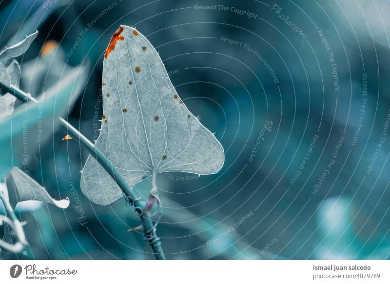 blaues Pflanzenblatt mit Herzform Blatt Blätter Blauer Hintergrund Natur Frühling Saison Frische Zerbrechlichkeit texturiert natürlich geblümt Grünpflanze