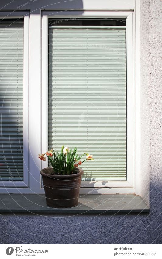 Sonnenseite Fenster Fensterscheibe Glas Scheibe Häusliches Leben Haus Fassade Außenaufnahme Wand Mauer Menschenleer grau trist Frühling Licht Schatten