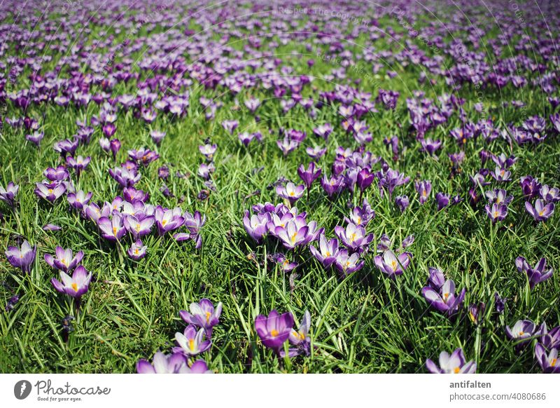 Das blaue Band Düsseldorf Krokusse blühen Frühling Wiese blaues band Blume Blüte Natur Pflanze Farbfoto Außenaufnahme Blühend violett Schwache Tiefenschärfe