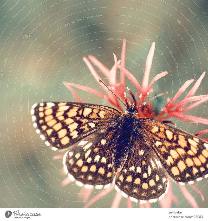 maximale entfaltung Natur Sommer Pflanze Blume Blüte Wildpflanze Garten Schmetterling Zeichen ästhetisch Duft frei schön nah gold grün rosa entfalten Flügel