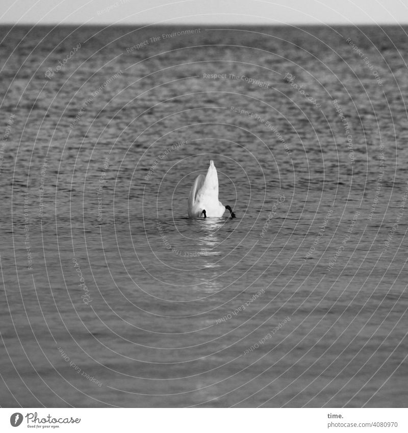 Unterwasserbuffet schwan kopfüber tierportrait füße gründeln meer ostseee horizont hintern federkleid wellen vogel nachschauen tauchgang skurril lustig