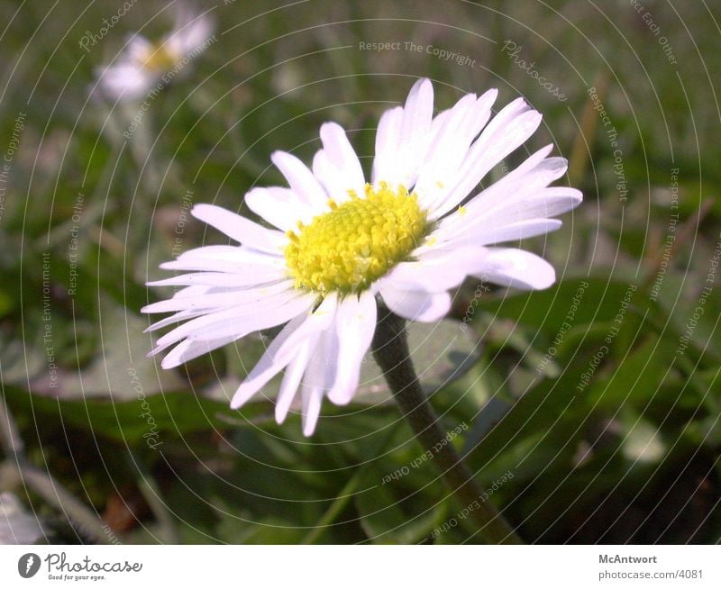 Gänseblume Blume Pflanze Natur