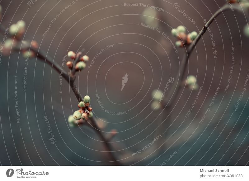 Erste Knospen im Frühling knospen treiben Knospenblüher Natur Pflanze Blüte grün schön natürlich Nahaufnahme Frühlingsgefühle klein wachsend sprießen jung