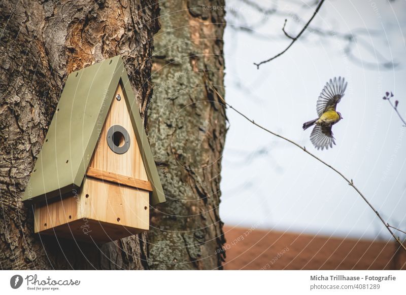 Blaumeise fliegt aus dem Nistkasten Cyanistes caeruleus Meisen Vogelhaus Nest Baum Baumstamm fliegen Abflug Flügelspanne Flügelschlag Hausdach Natur Tier