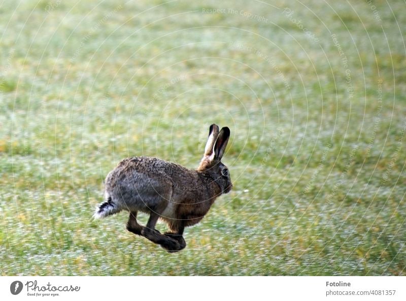 Der Hase, der den Igel abgehängt hat. Hase & Kaninchen Tier Ohr Fell Farbfoto 1 Außenaufnahme Tag niedlich Menschenleer Tiergesicht Schwache Tiefenschärfe